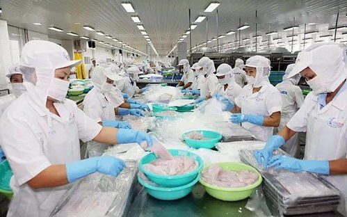 虾价暴跌4成,越南虾户清塘止损 成本翻番,工厂期待疫苗解困